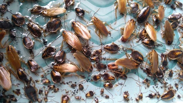 how-long-can-a-cockroach-really-survive-in-your-freezer