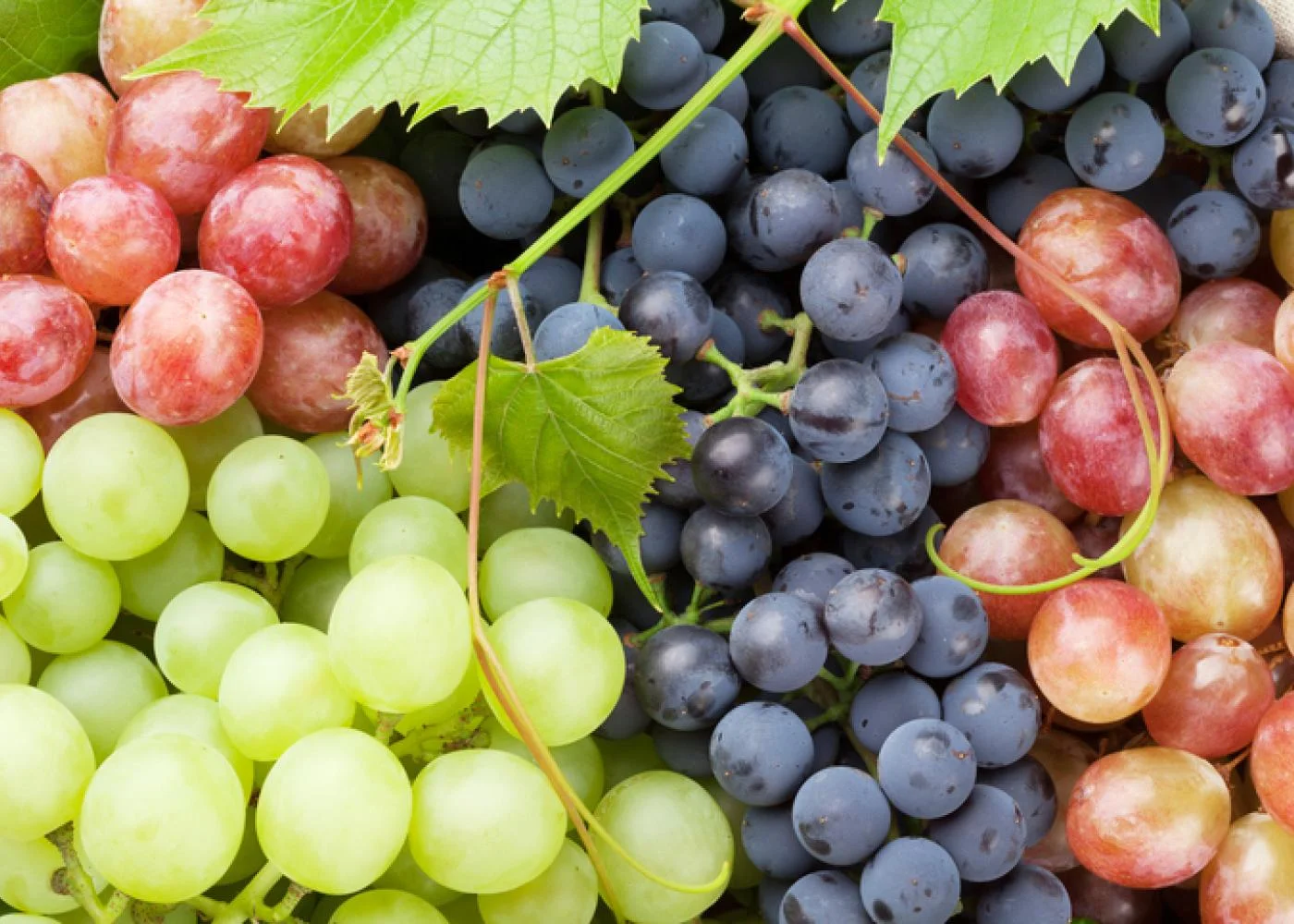 do-grapes-need-to-be-refrigerated